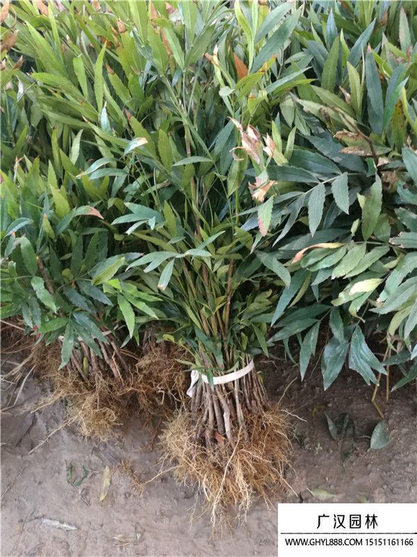 十大功勞 (9).jpg