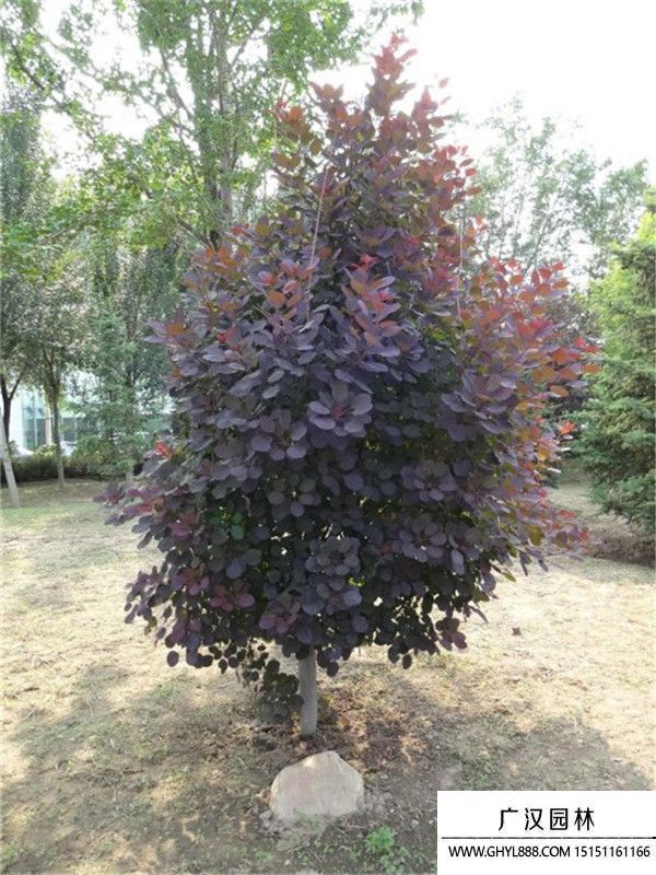 美國(guó)紅櫨 (9).jpg