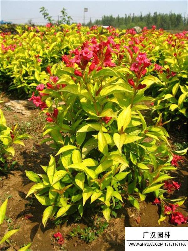 金葉錦帶  (6).jpg