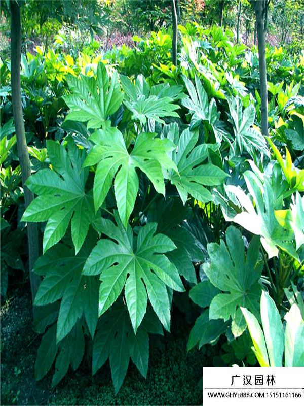 八角金盤 (10).jpg