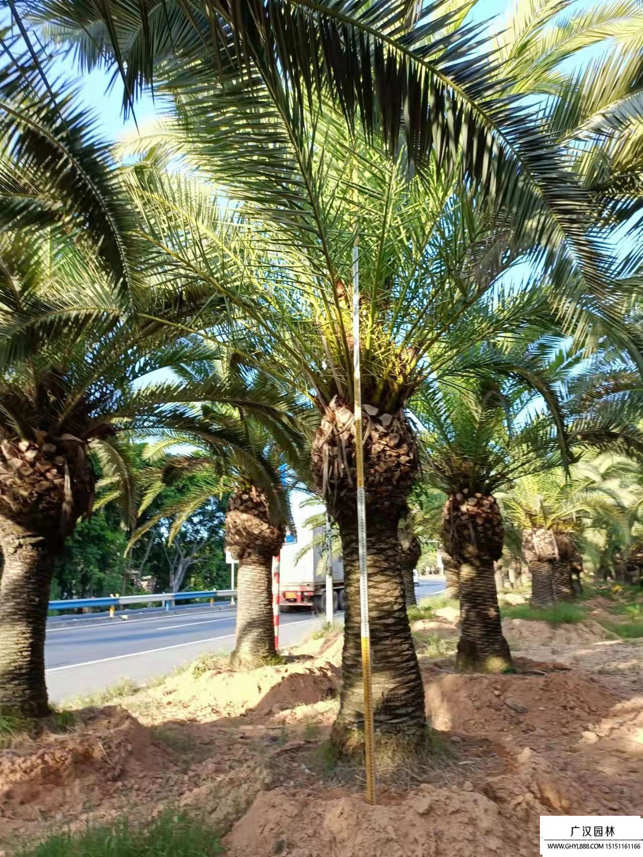 加拿利海棗 (2).jpg