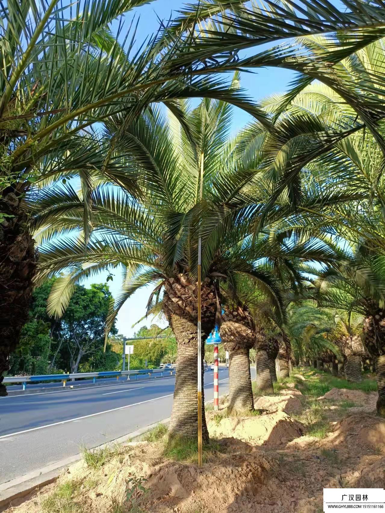 加拿利海棗 (5).jpg