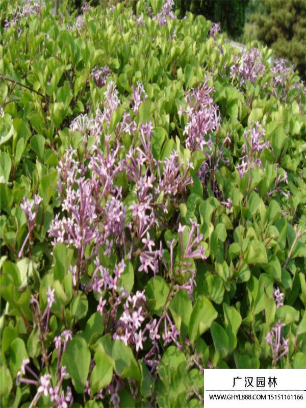 暴馬丁香 (3).jpg