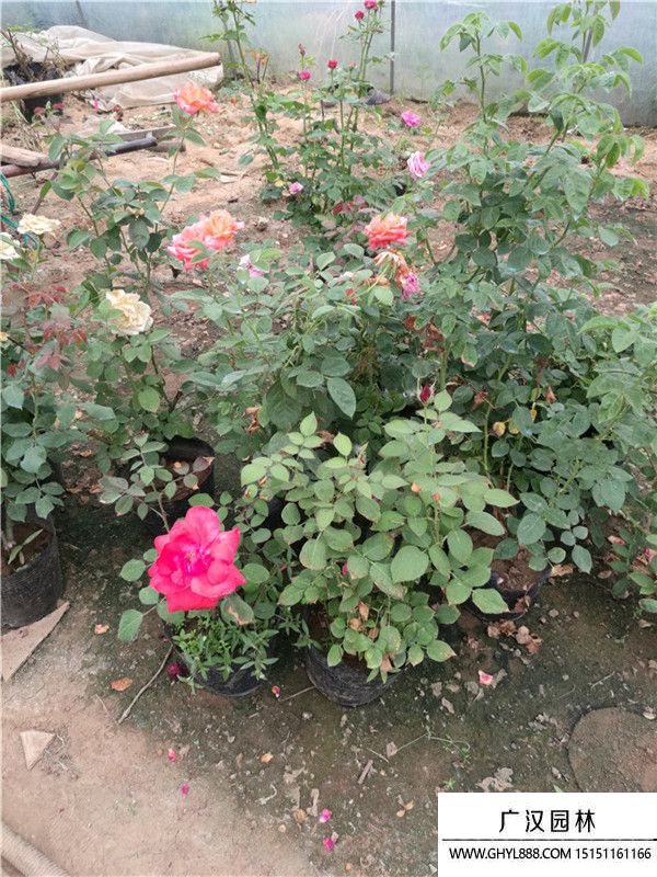 月季。。 (1).jpg