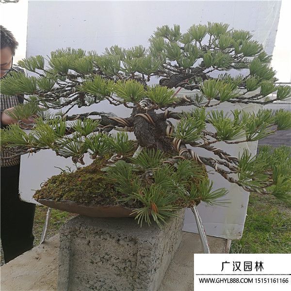 那需五葉松 (2).jpg