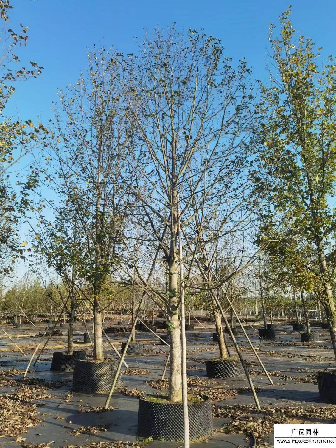 北美鵝掌楸 (1).jpg