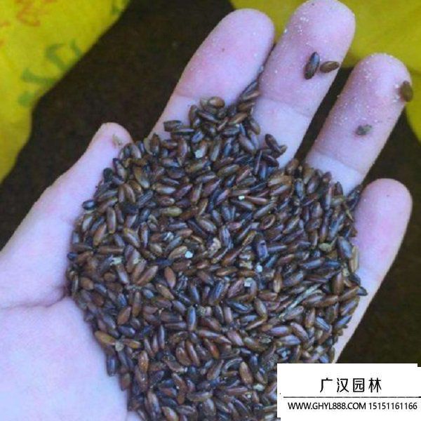 小果沙棘種子 (2).jpg