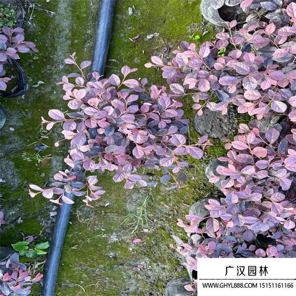 紅花繼木 (3).jpg