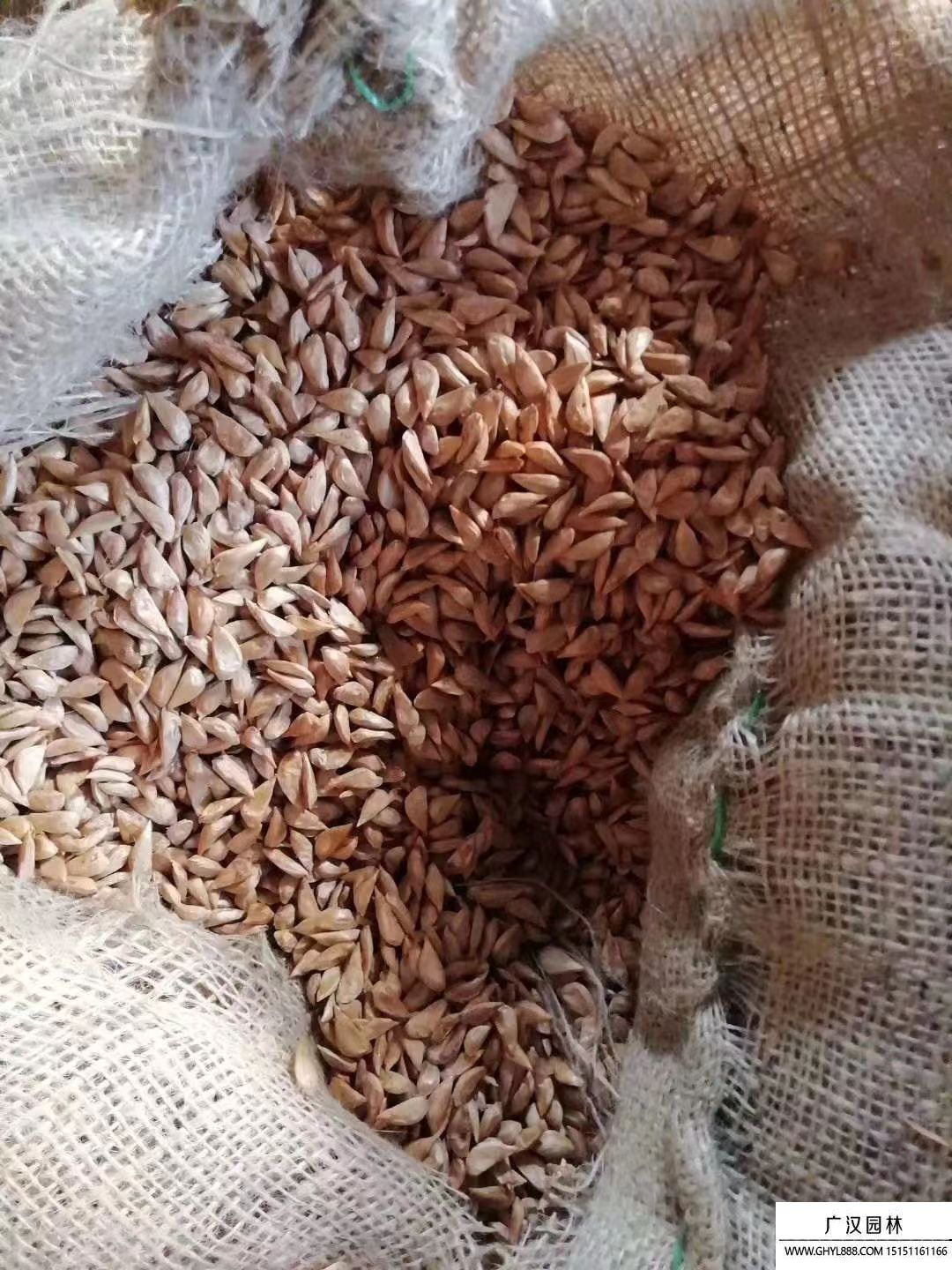 雪松種子 (5).jpg