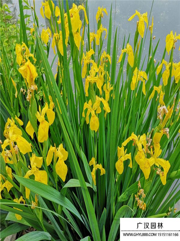 黃菖蒲 (4).jpg