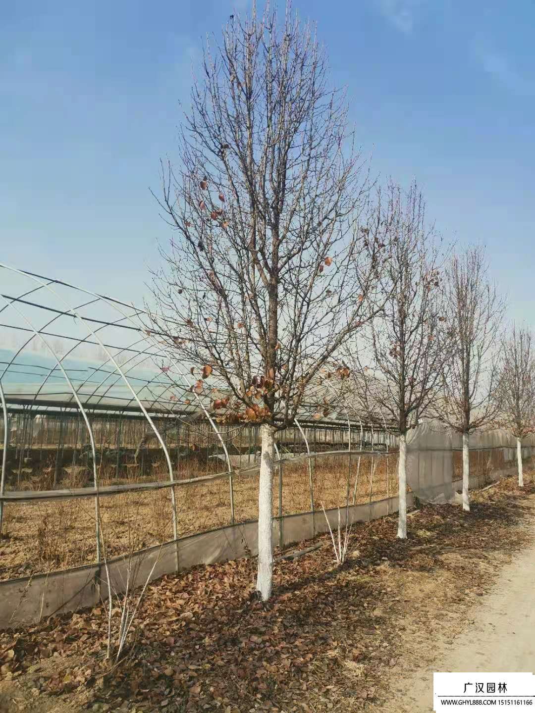 彩葉豆梨 (2).jpg