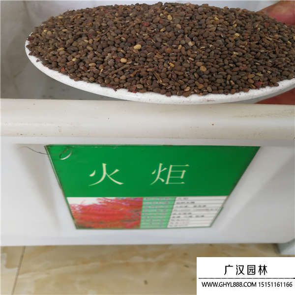 火炬種子 (2).jpg