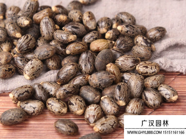 蓖麻種子 蓖麻種子
