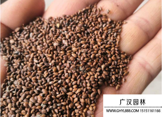 獼猴桃種子 獼猴桃種子