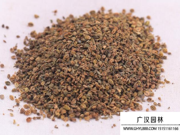 蛇床子種子 蛇床子種子