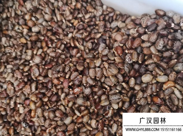 蓖麻種子