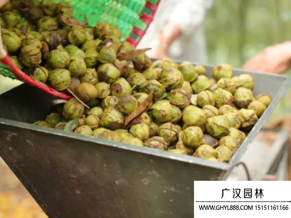 山核桃種子 山核桃種子