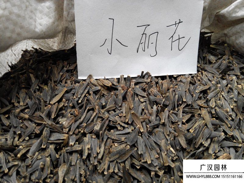 小麗花種子 小麗花種子