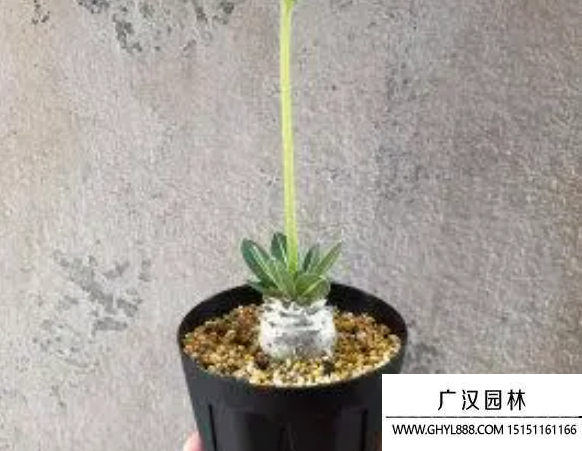 惠比須笑種子 惠比須笑種子