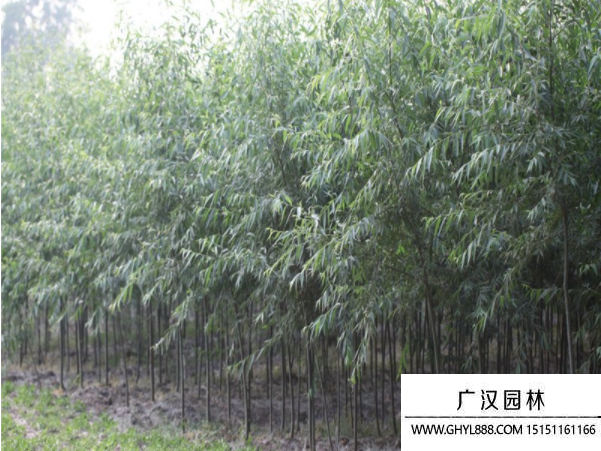 美國(guó)竹柳 美國(guó)竹柳