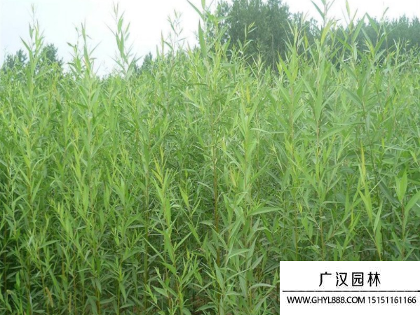 美國(guó)竹柳 美國(guó)竹柳