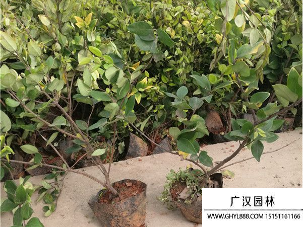 金森女貞種子 金森女貞種子