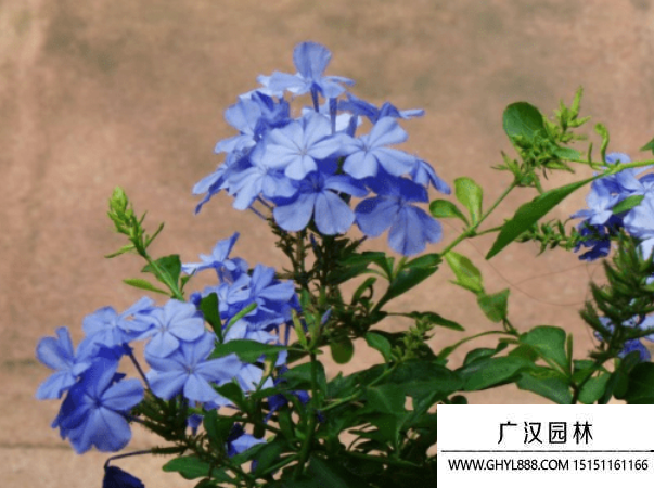 藍花丹種子 藍花丹種子