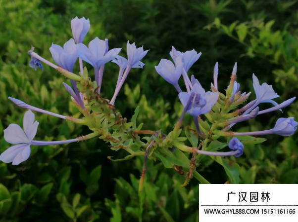 藍花丹種子 藍花丹種子