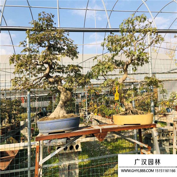 山紅葉盆景 山紅葉盆景