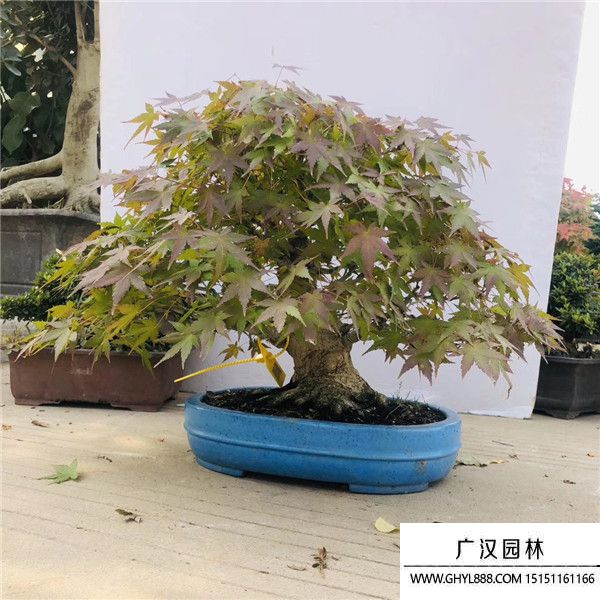 山紅葉盆景 山紅葉盆景