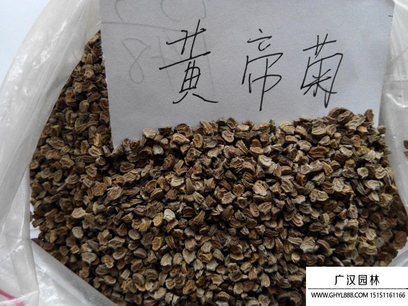 黃帝菊.jpg 黃帝菊.jpg