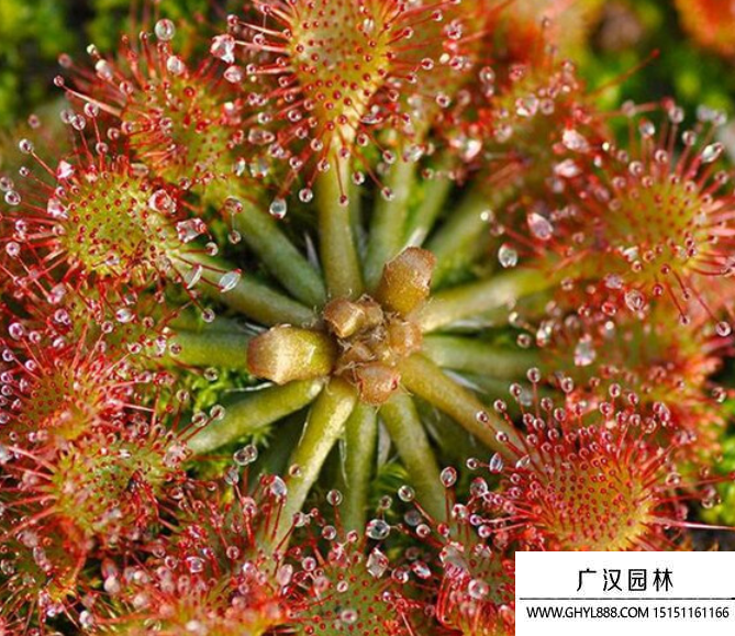 茅膏菜種子 茅膏菜種子