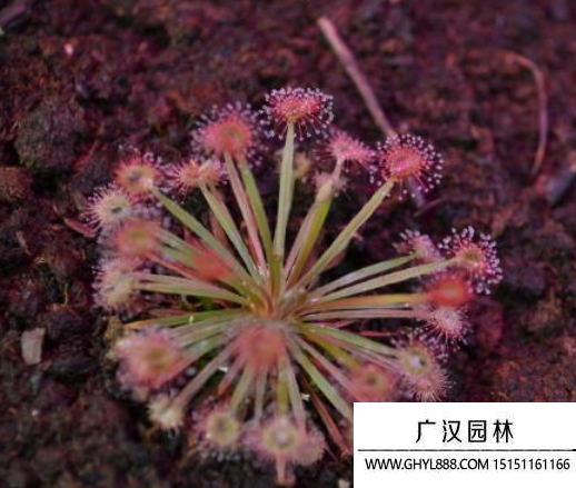 茅膏菜種子 茅膏菜種子