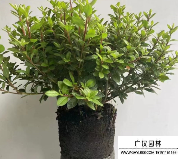 安酷杜鵑 安酷杜鵑