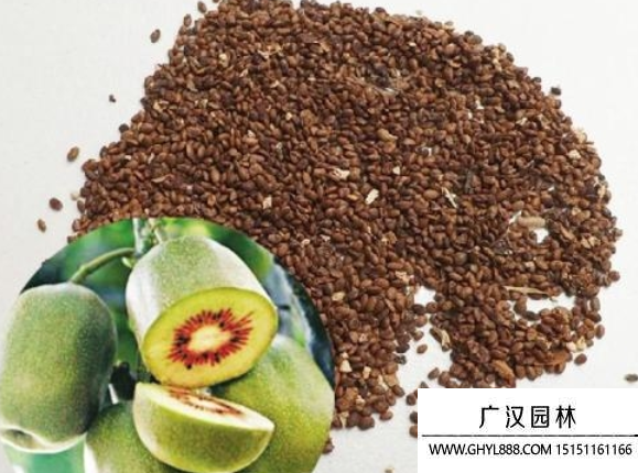 獼猴桃種子 獼猴桃種子