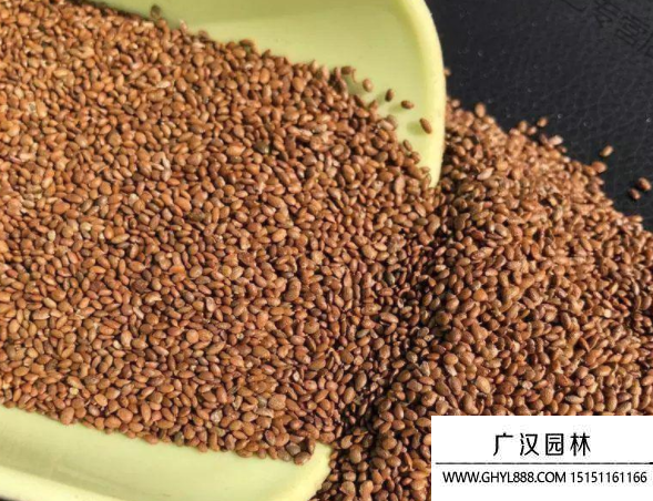 獼猴桃種子 獼猴桃種子