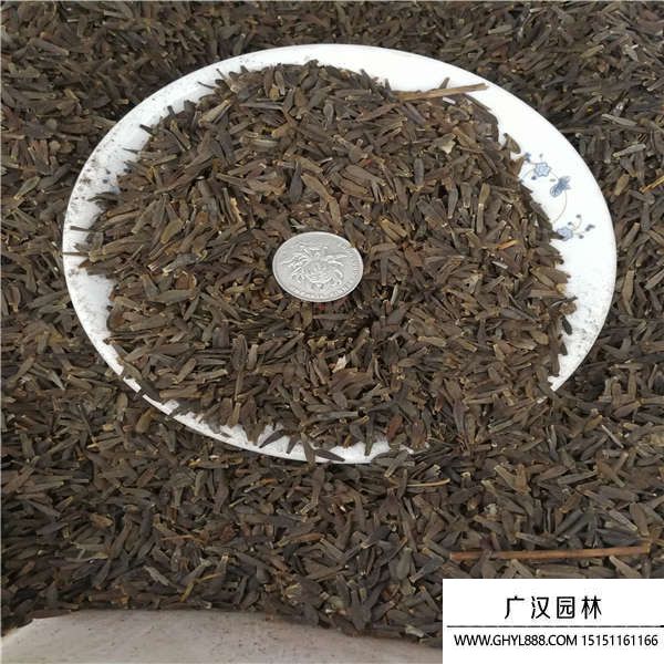 大麗花種子 大麗花種子