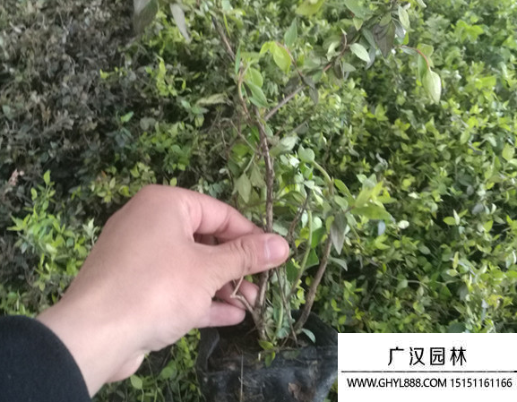 大花六道木 大花六道木