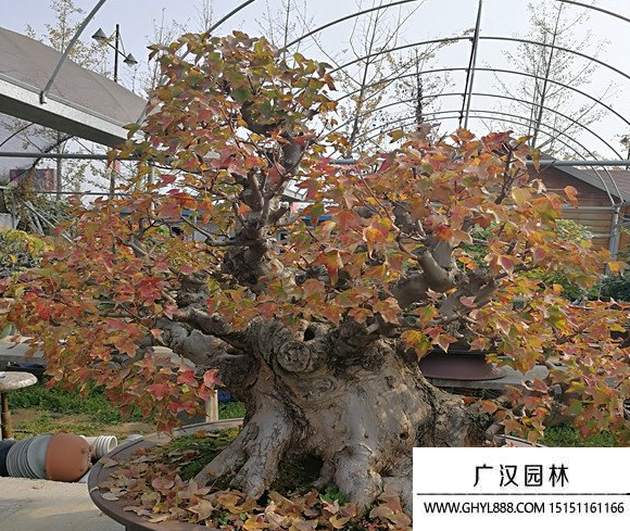 唐楓盆景 唐楓盆景