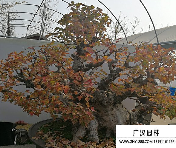 唐楓盆景 唐楓盆景