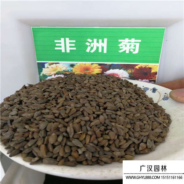 花卉種子 花卉種子