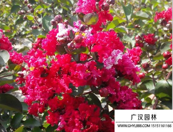 紅火箭紫薇 紅火箭紫薇