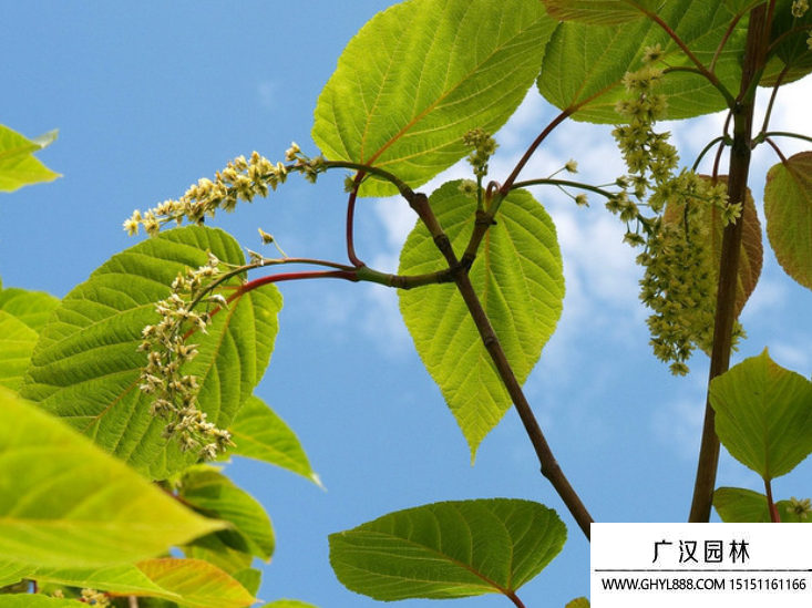 青榨槭種子 青榨槭種子