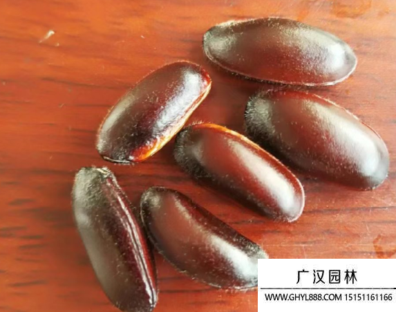 臘梅種子 臘梅種子