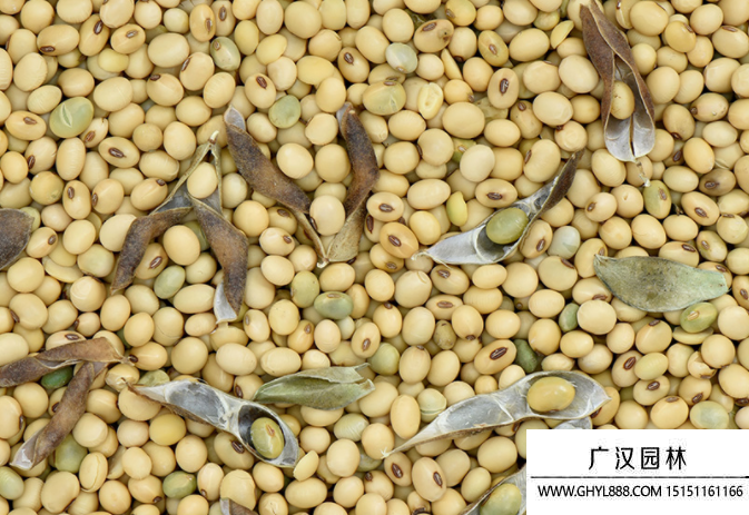 黃豆種子 黃豆種子