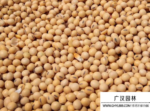 黃豆種子 黃豆種子