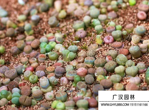 多肉種子 多肉種子