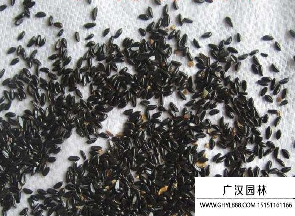 黃楊種子 黃楊種子