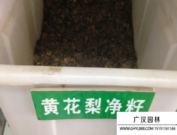 黃花梨種子 黃花梨種子
