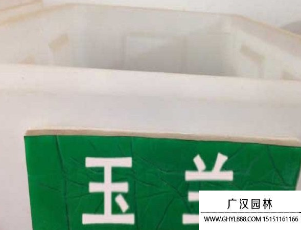 玉蘭種子 玉蘭種子